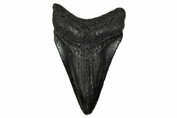 Juvenile Megalodon Tooth - South Carolina #340483